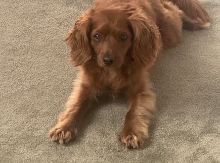 Odie used to bolt into Ranjana Srivastava’s daughter’s room in the mornings but has since turned focus to other family members