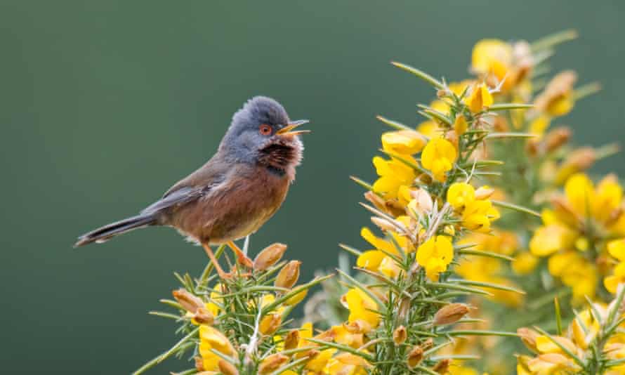 Surefire French Learning Package. 12 Dartford Warbler - New Forest, UK