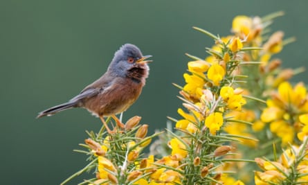 A dartford warbler in the New Forest.