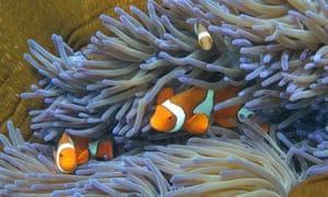 Reef fish
