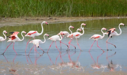 A group of flamingos walking in shallow water
