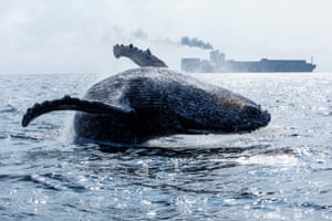 A humpback whale breaches in Guanabara Bay, near Rio de Janeiro, Brazil. The whales are following their migratory route toward the Abrolhos archipelago, where they gather to mate