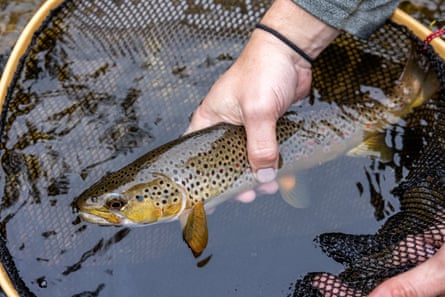 Trout in a net