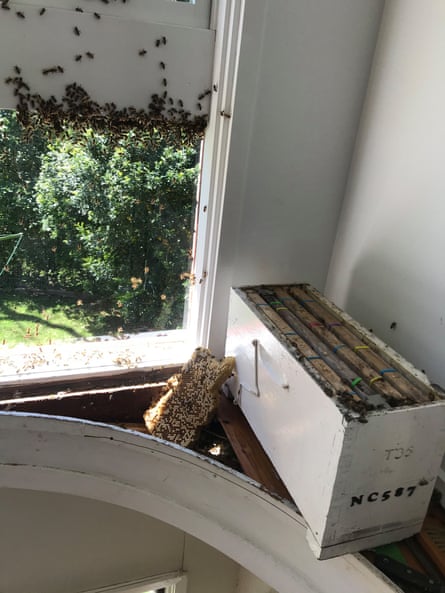 The comb and some bees escaping inside Australian author Pip Harry’s Sydney home