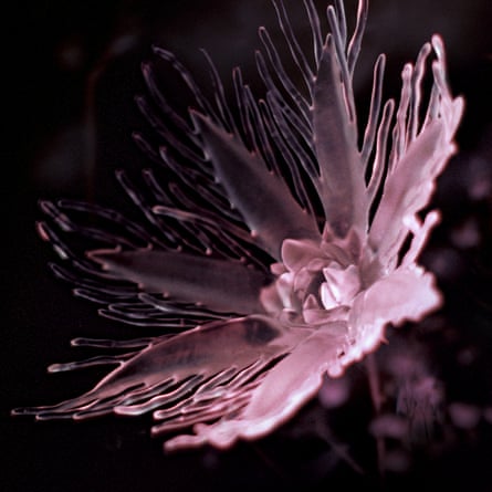 Listless album cover.