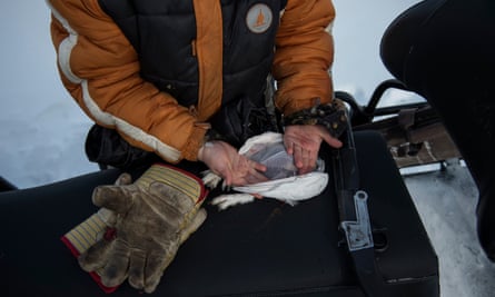 Dane Shiwak, eight, warms his hands on white partridge he shot with his father, Martin Shiwak, outside Rigolet.