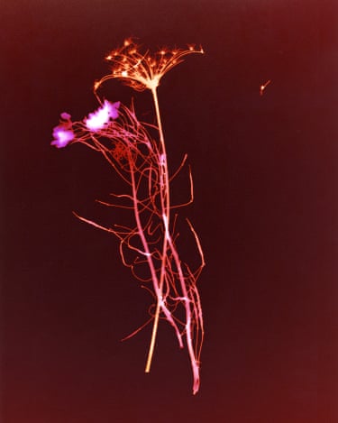 Emily Graham, Nuclear Waste Memory Shoot, Bure