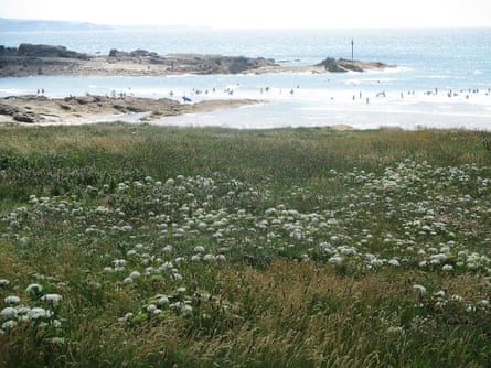 Wild carrot above Summerleaze beach, with surfers in the distance