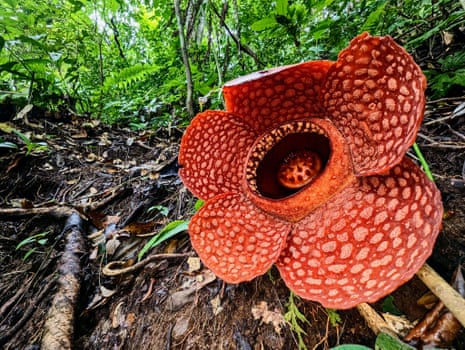 A mottled red flower similar in form to an extremely large daisy lies on the forest floor in Sumatra.