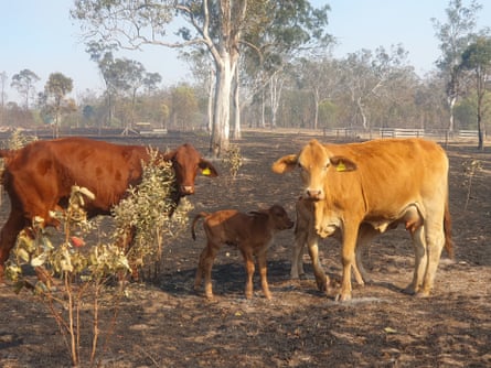 The calves who were born as the fire razed paddocks.