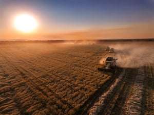 combine harvesters harvesting wheat