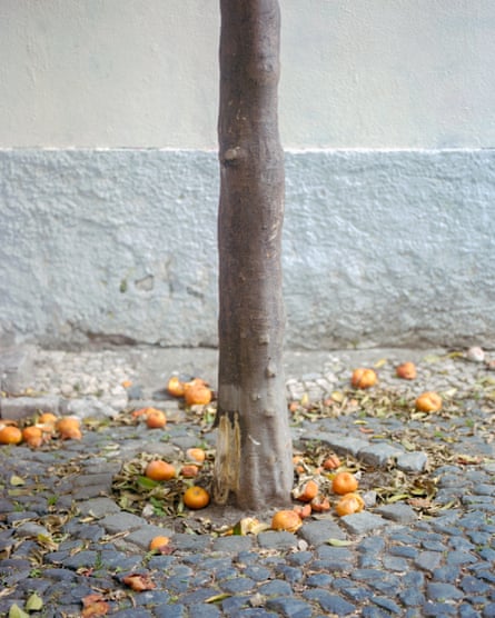 An orange tree in one of Alfama’s many cobbled alleyways.