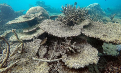 Great Barrier Reef dead table corals