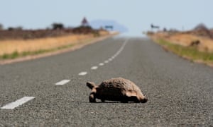 The Karoo is full of wildlife