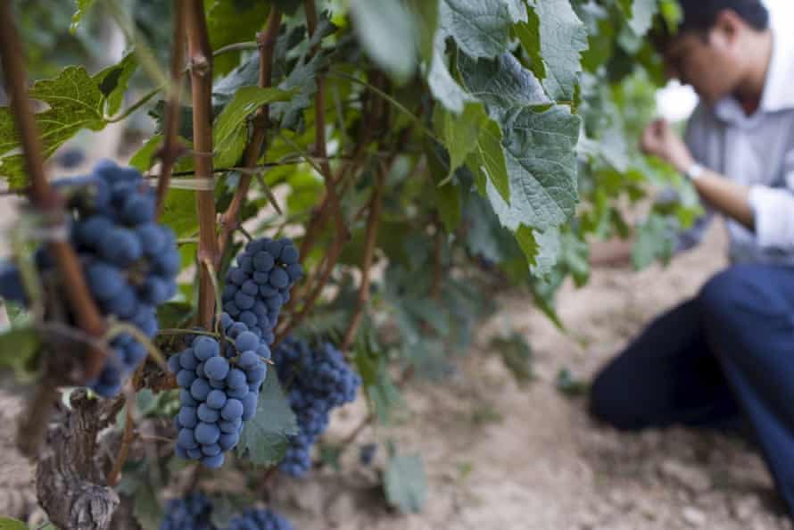 A vine manager checks grapes in west Shanxi province.