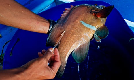 A fish is injected with antibiotics. Americans appear to be resorting to the same products.