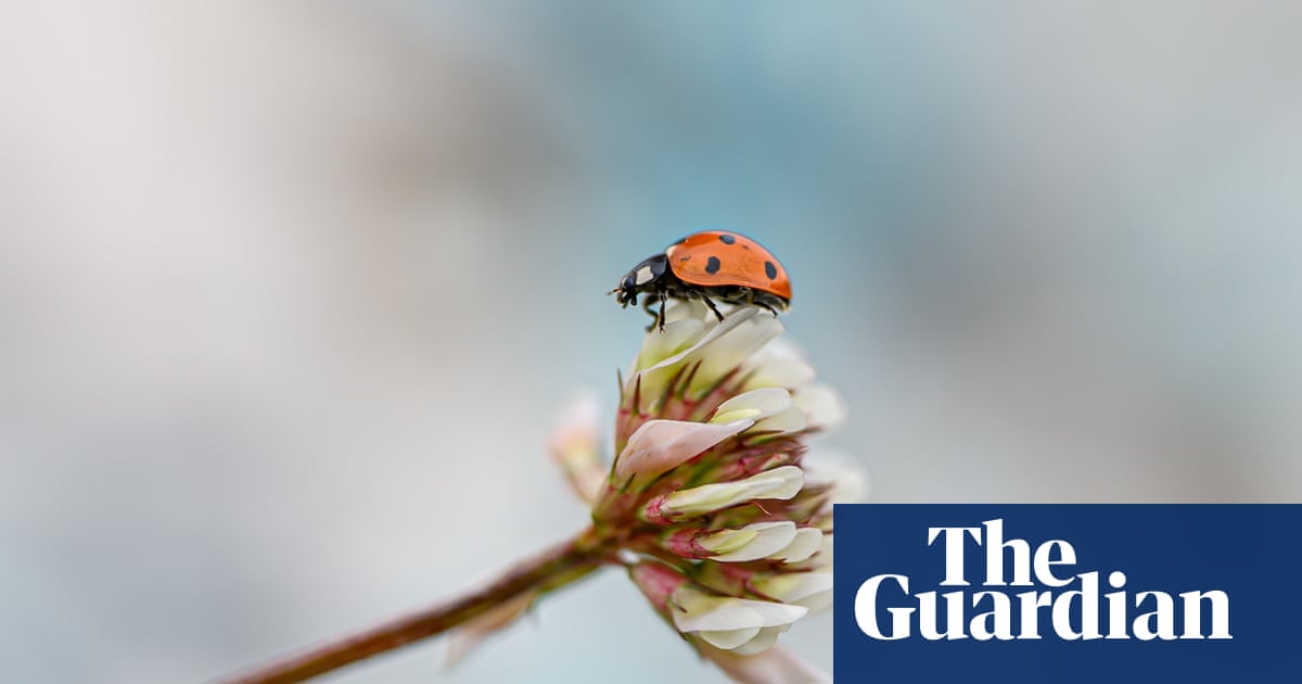 A bug's life and desert delights  readers' best photographs