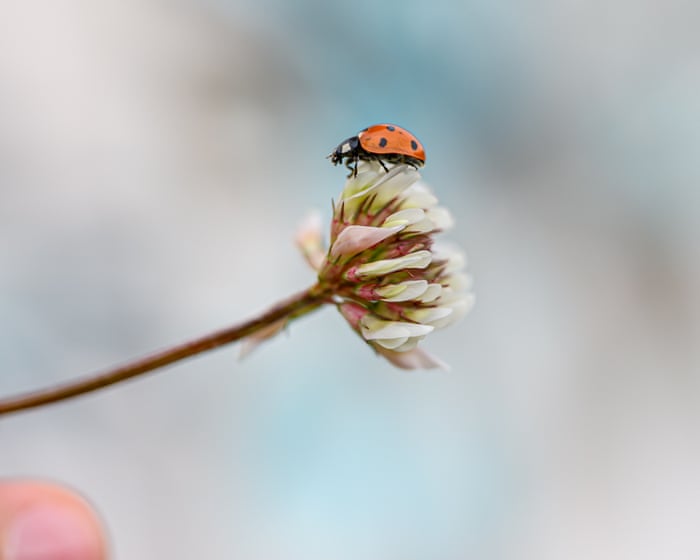 A bug’s life and desert delights – readers’ best photographs