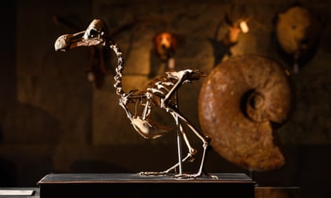 Summers Place Auctions sells first Dodo skeleton in a century for £346,300Summers Place Auctions announces the sale of a 95% complete composite skeleton of a Dodo the first to come up for sale since the early 20th century. It was part of the fourth Evolution sale at Summers Place Auctions on Tuesday, 22nd November 2016 and the hammer went down at £280,000.