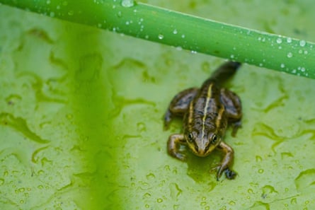 small frog lying on large green leaf in the rain