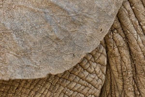 A close up of an elephant at the Elephant Sanctuary.