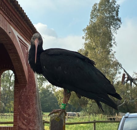 A northern bald ibis, with a green tag around its ankle, perches on a wooden post outside some stables