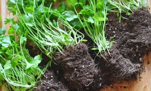 Hacer 2017 su año de jardinería 3 Dividing a supermarket herb pot into four