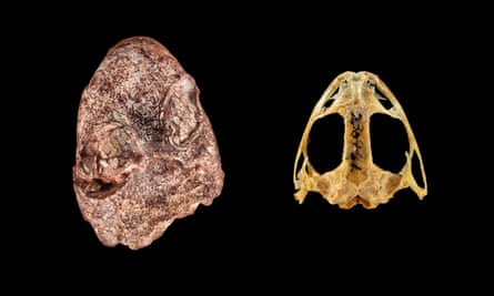 The fossil skull of Kermitops alongside a modern frog skull.