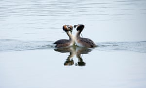 Great crested grebe mating