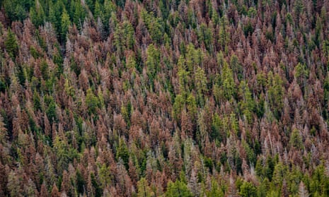 Arial view of dead red trees among the green fir trees