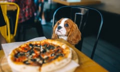 A basset hound sits at a restaurant table with a pizza in front of it.