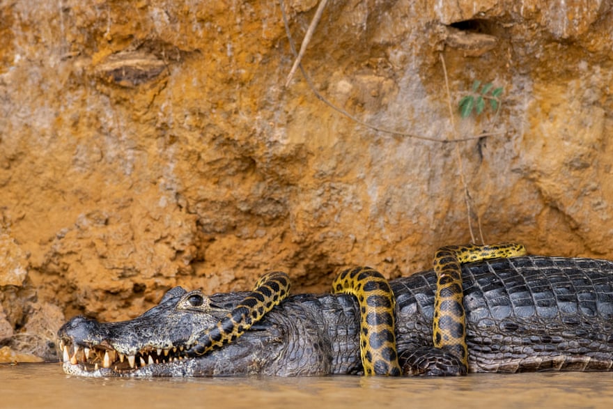 Anaconda and caiman