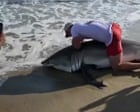 Fisher catches and releases great white shark in Massachusetts – video