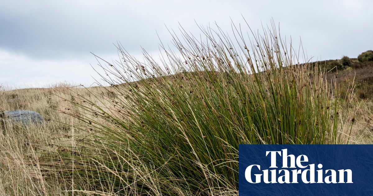 www.theguardian.com