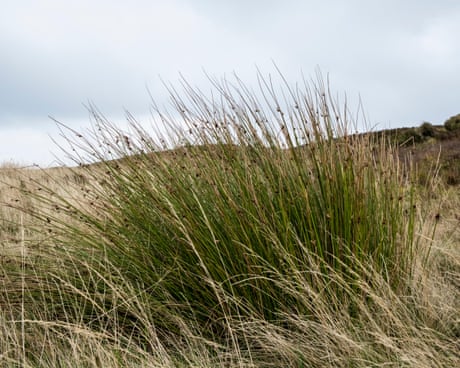 Country diary: Look again at these unassuming spiky bundles – they’re firestarters | Phil Gates