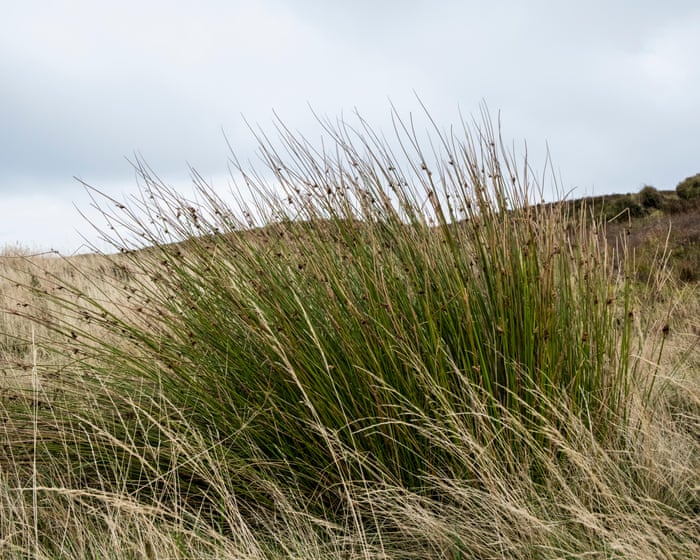 Country diary: Look again at these unassuming spiky bundles – they’re firestarters | Phil Gates