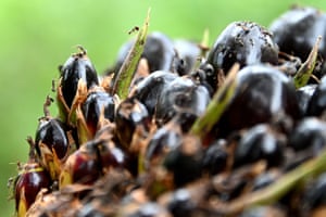 Ants gather on a palm oil fruit in a protected area of the Rawa Singkil wildlife reserve in Trumon, Indonesia