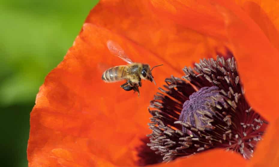 Honey bee on a poppy.