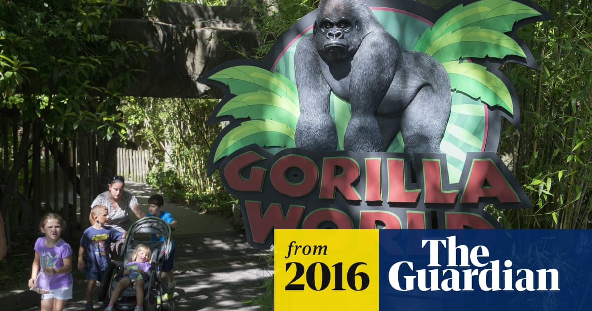 Cincinnati Zoo Barrier For Harambe Was Below Standard Report Finds Cincinnati Zoo Barrier For Harambe Was Below Standard Report Finds
