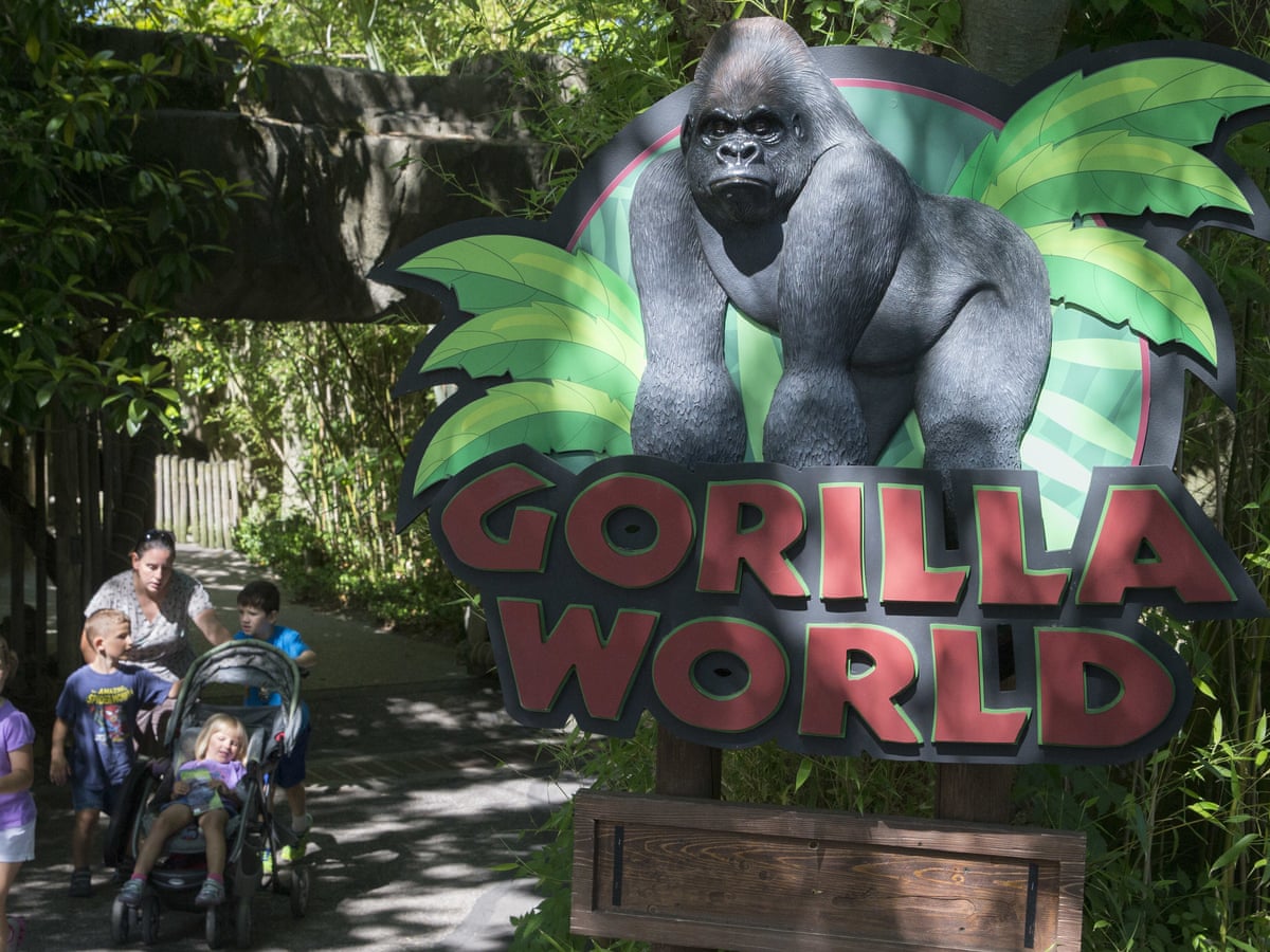 Cincinnati Zoo Barrier For Harambe Was Below Standard Report Finds Zoos The Guardian