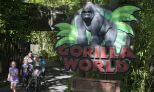 Cincinnati Zoo Barrier For Harambe Was Below Standard Report