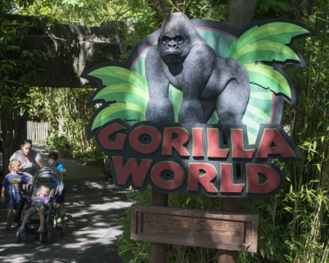 In this June 7, 2016, file photo, visitors enter the Gorilla World exhibit at the Cincinnati Zoo & Botanical Garden in Cincinnati. (AP Photo/John Minchillo, File)