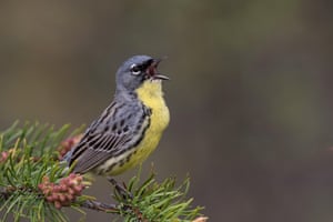 A Kirtland’s Warbler singing