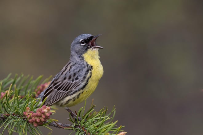 Ten wildlife success stories to sing about in 2019