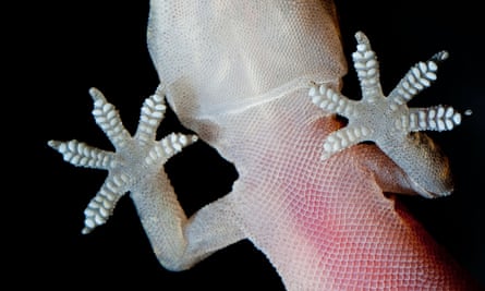 Un gecko domestique méditerranéen se colle à une vitre.