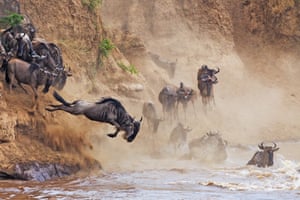 A group of wildebeest plunge into the water at Maasai Mara national reserve, Narok County, Kenya