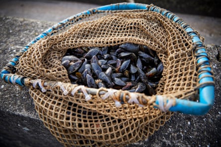 A net containing mussels