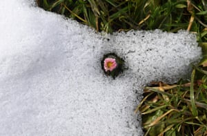 A small pink flower in melting snow at Woerthsee lake near the Bavarian village of Inning, Germany