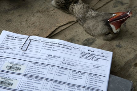 A goose shot by a hunter lies near a chart used to document samples