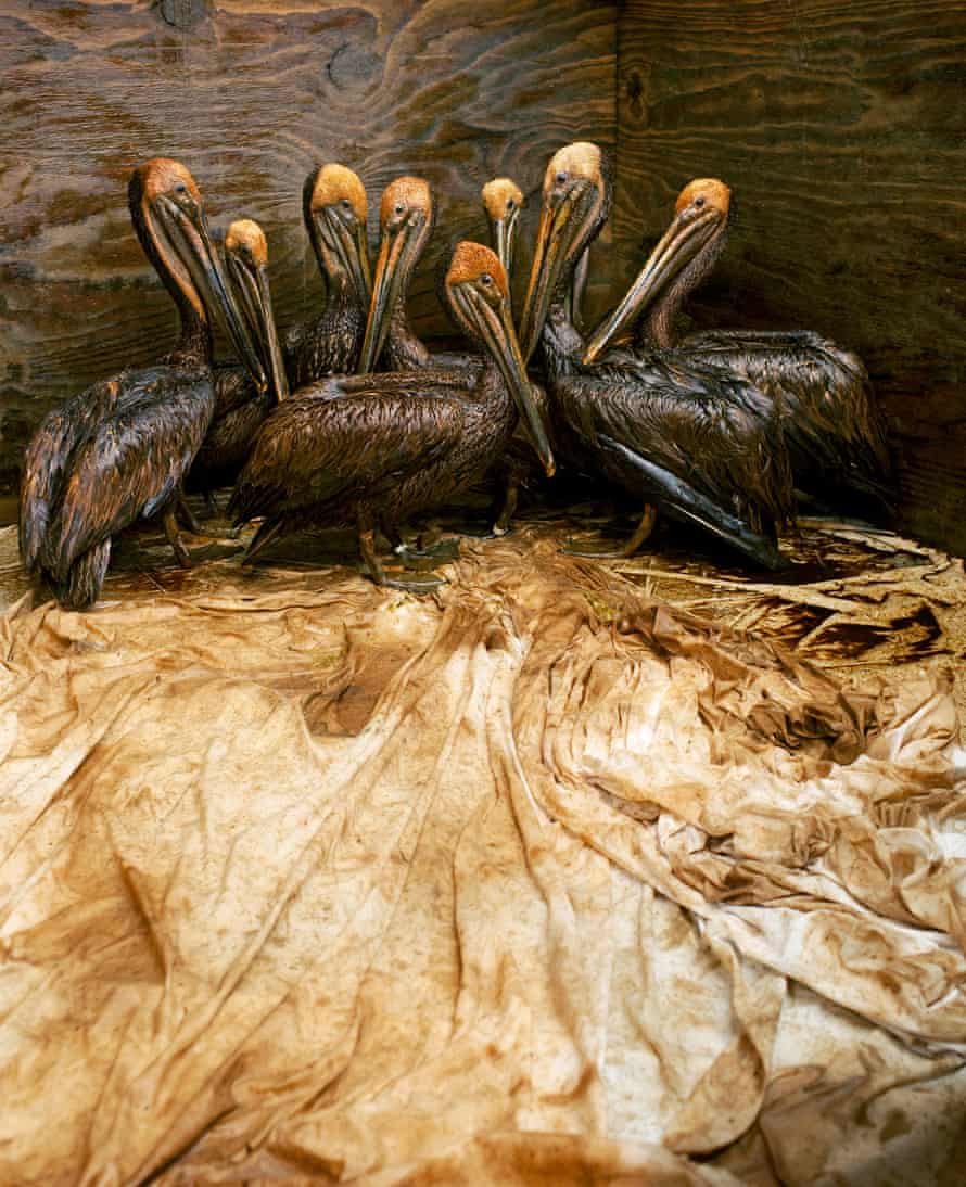 Adult brown pelicans wait in a holding pen to be cleaned by volunteers at the Fort Jackson International Bird Rescue Research Center in Buras